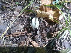 Clavaria