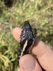 Thamnophis elegans elegans