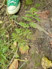 Cystopteris protrusa