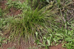 Carex wahuensis