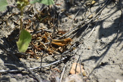 Melanoplus packardii