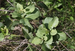Santalum ellipticum