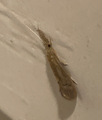 Oecetis