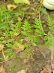 Cystopteris protrusa