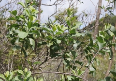 Santalum ellipticum