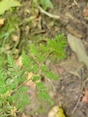 Cystopteris protrusa