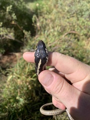Thamnophis elegans elegans