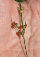 Juncus tenuis