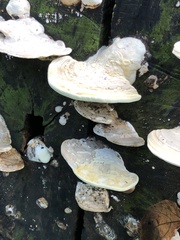 Trametes elegans