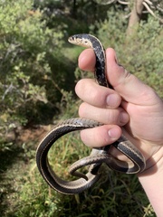 Thamnophis elegans elegans