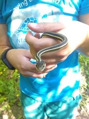 Thamnophis saurita
