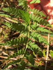 Thelypteris palustris