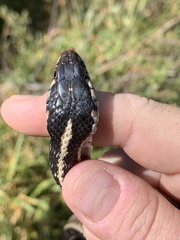 Thamnophis elegans elegans
