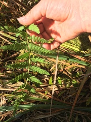 Thelypteris palustris