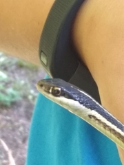 Thamnophis saurita