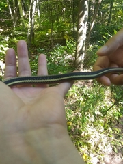 Thamnophis saurita