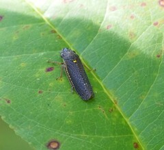 Paraulacizes irrorata
