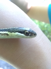 Thamnophis saurita