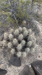 Echinocereus engelmannii engelmannii