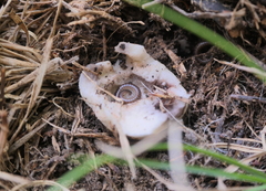 Parajulidae