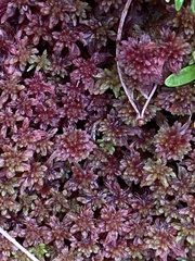 Sphagnum rubellum
