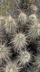 Echinocereus engelmannii engelmannii
