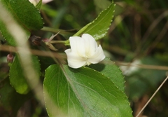 Viola kauaensis