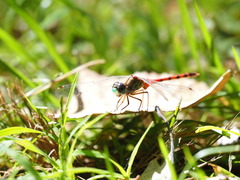 Sympetrum ambiguum