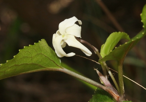 Viola wailenalenae, 2022-01-27