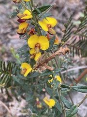 Bossiaea cinerea