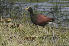 Jacana spinosa