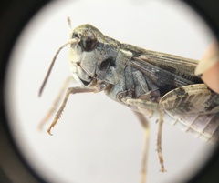 Encoptolophus costalis