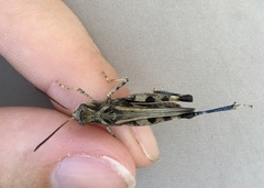 Encoptolophus costalis