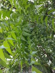 Azadirachta indica