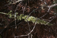 Eragrostis variabilis
