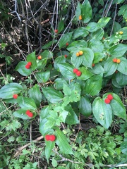 Prosartes trachycarpa