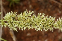 Eragrostis variabilis