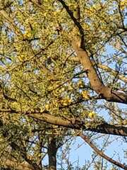 Geoffroea decorticans