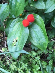 Prosartes trachycarpa