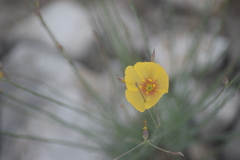 Linum berlandieri