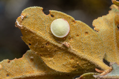 Paracraspis guadaloupensis