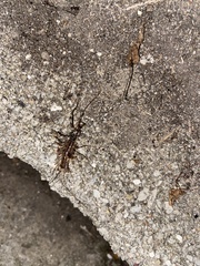Scutigera coleoptrata
