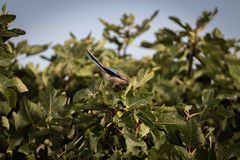 Cyanopica cooki
