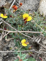 Bossiaea cinerea