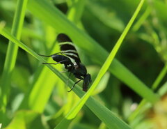 Tritoxa flexa