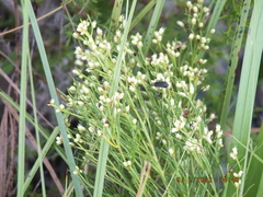 Baccharis angustifolia