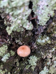 Mycena rosella