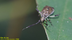 Eurystylus coelestialium