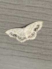Scopula limboundata