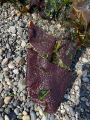 Chondracanthus exasperatus